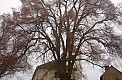 100 year-old lime trees